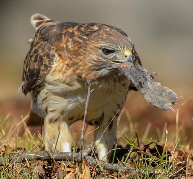 Red-tailed hawk on the ground with a newly caught meal, a short-tailed shrew.